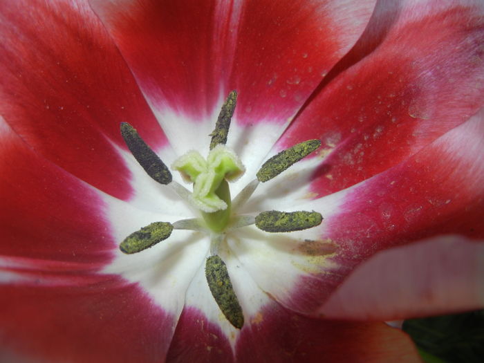 Tulipa Leen van der Mark (2016, April 17) - Tulipa Leen van der Mark