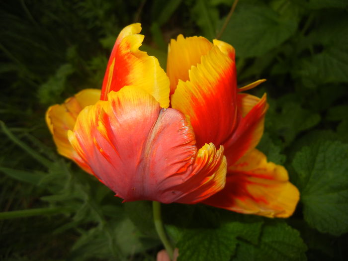 Tulipa Bright Parrot (2016, April 14)