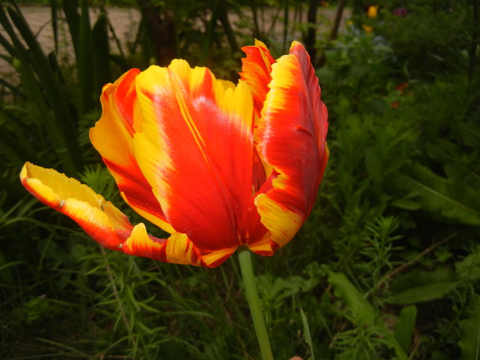 Tulipa Bright Parrot (2016, April 14)