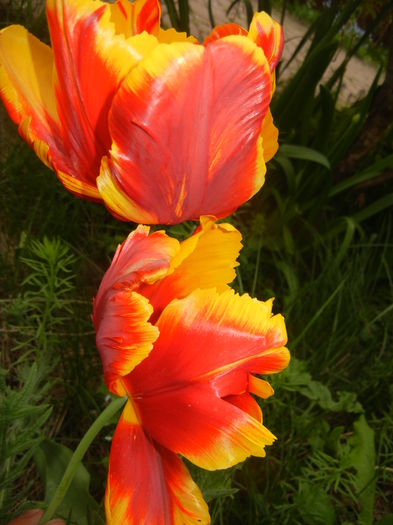 Tulipa Bright Parrot (2016, April 14)