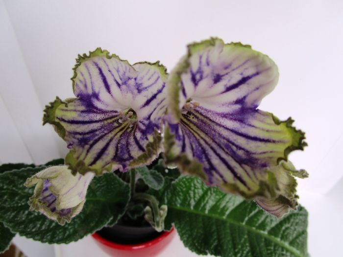 Picnic (10-05-2016) - Streptocarpusi 2016