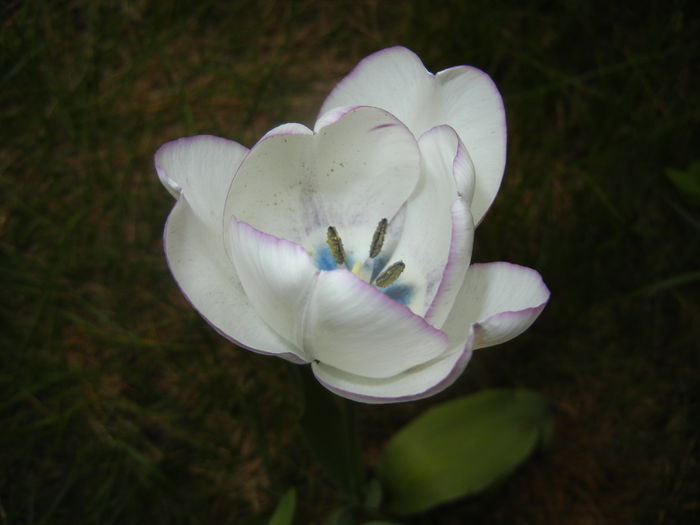 Tulipa Shirley (2016, April 14)