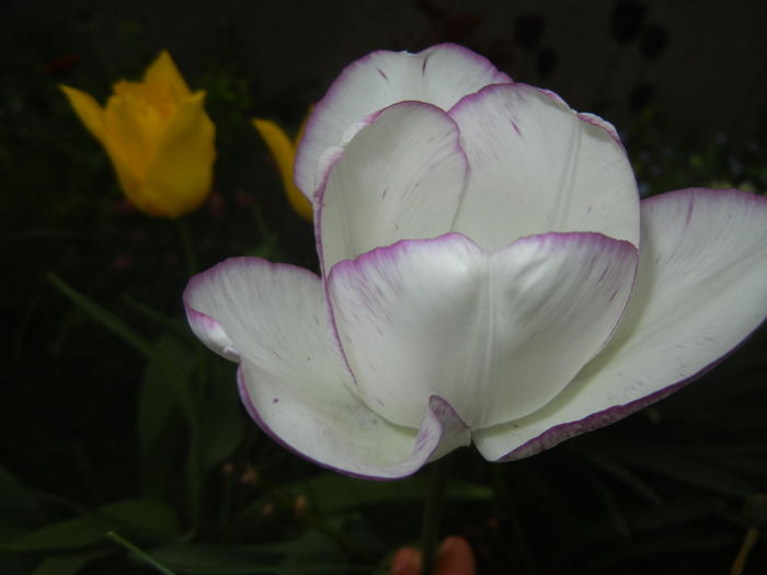 Tulipa Shirley (2016, April 14)