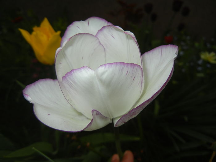 Tulipa Shirley (2016, April 14) - Tulipa Shirley