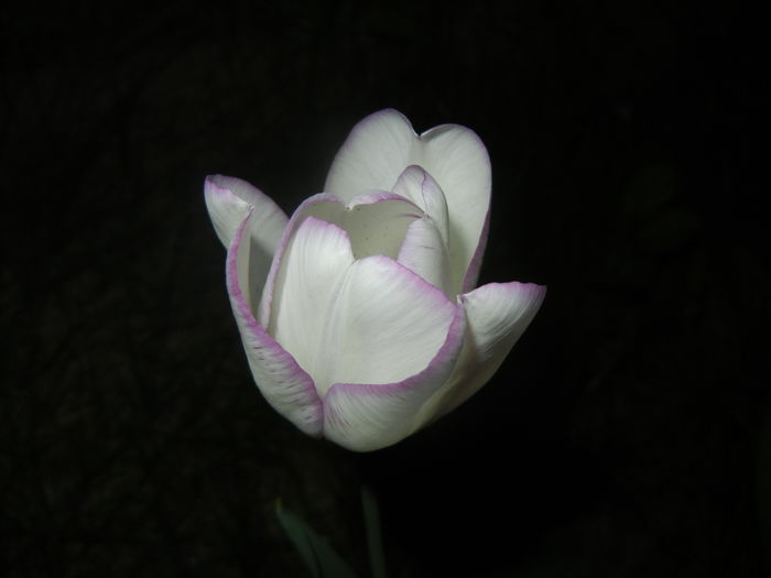 Tulipa Shirley (2016, April 15) - Tulipa Shirley