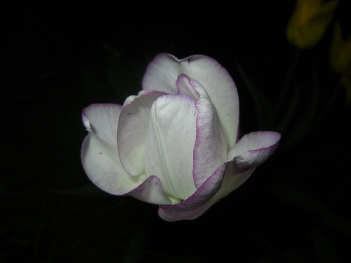 Tulipa Shirley (2016, April 15)