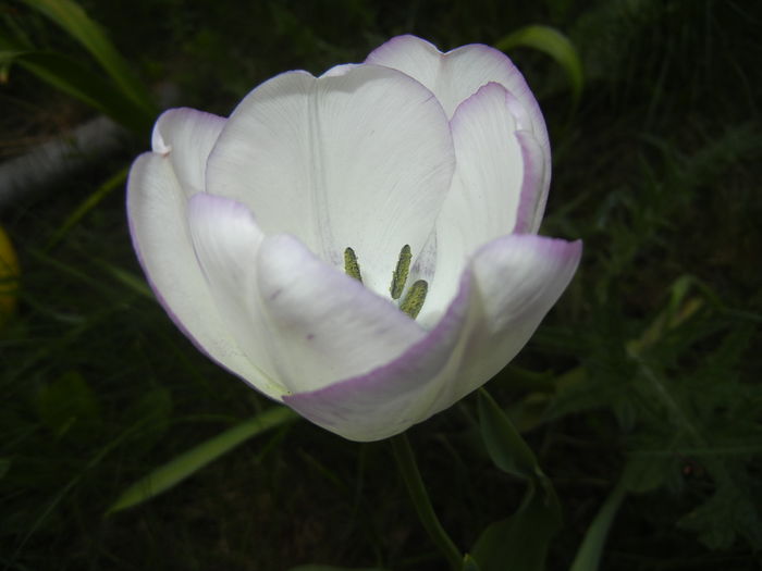 Tulipa Shirley (2016, April 17)