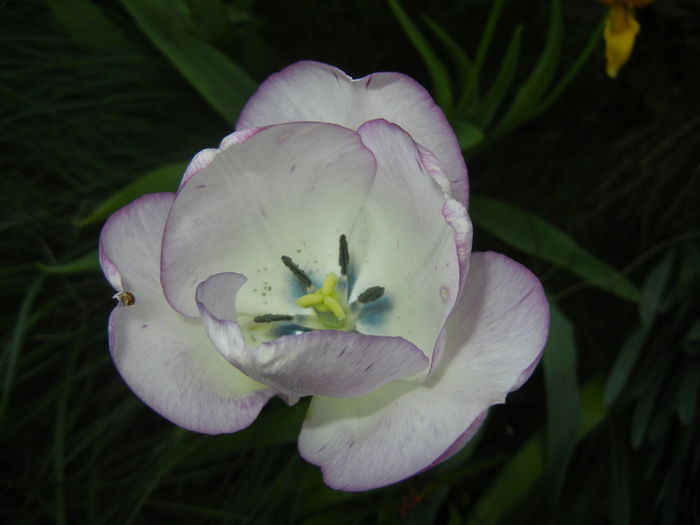 Tulipa Shirley (2016, April 17)