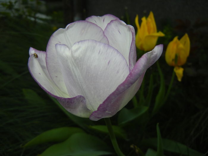 Tulipa Shirley (2016, April 17) - Tulipa Shirley