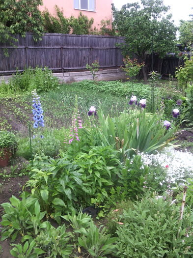 IMG_20160506_170246 - 01-Flori din curtea mea 2016