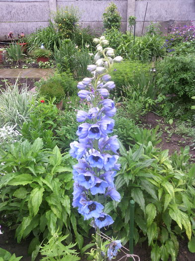 nemtisor peren - 01-Flori din curtea mea 2016