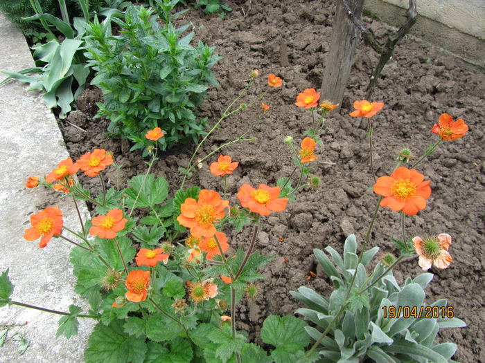IMG_0149 - Flori de gradina-2016-Primavara