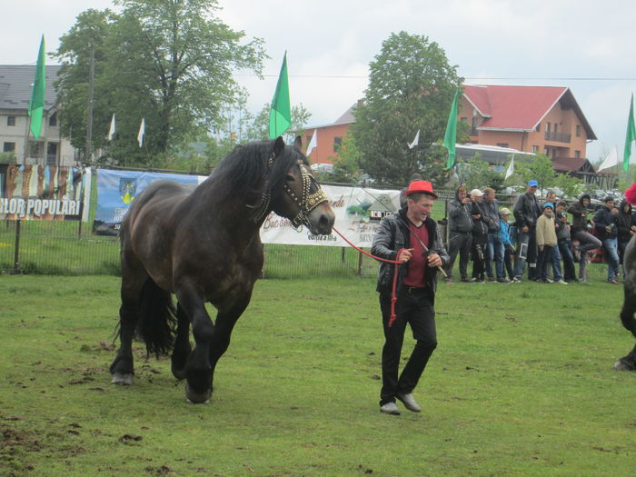 IMG_5228 - TARG DE CAI - HORODNICUL DE SUS - MAI 2016