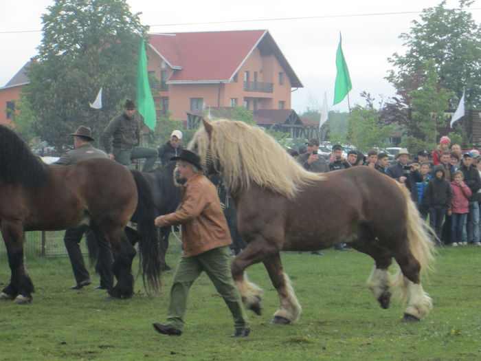 IMG_5239 - TARG DE CAI - HORODNICUL DE SUS - MAI 2016