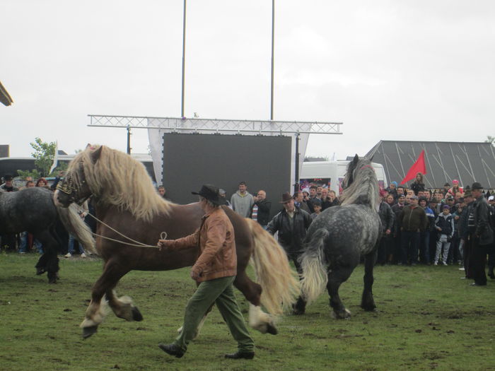 IMG_5241 - TARG DE CAI - HORODNICUL DE SUS - MAI 2016