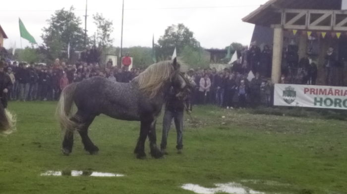 IMG_20160508_130732 - TARG DE CAI - HORODNICUL DE SUS - MAI 2016