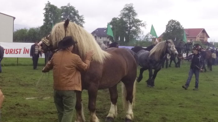 IMG_20160508_130738 - TARG DE CAI - HORODNICUL DE SUS - MAI 2016