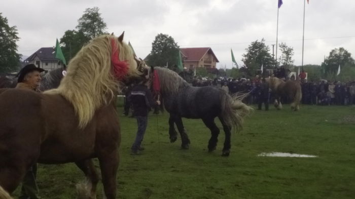 IMG_20160508_130747 - TARG DE CAI - HORODNICUL DE SUS - MAI 2016