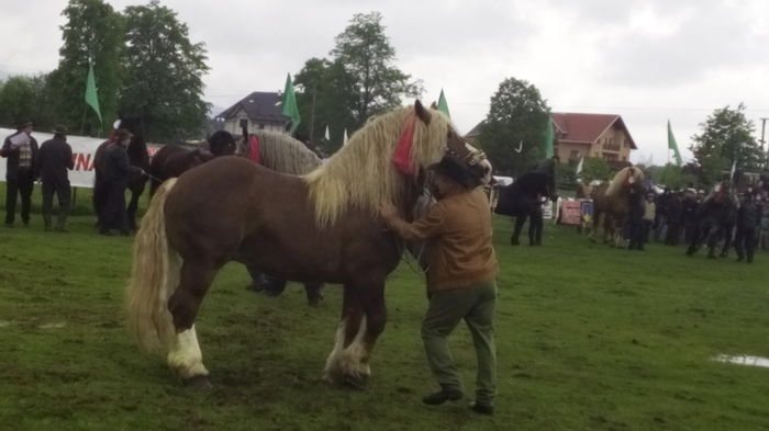 IMG_20160508_130758 - TARG DE CAI - HORODNICUL DE SUS - MAI 2016