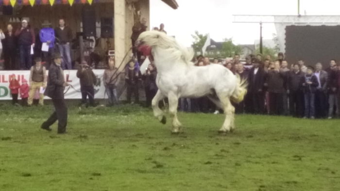 IMG_20160508_131759 - TARG DE CAI - HORODNICUL DE SUS - MAI 2016