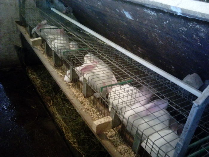 IMG_20160427_185125 - CRESCATORIA MEA