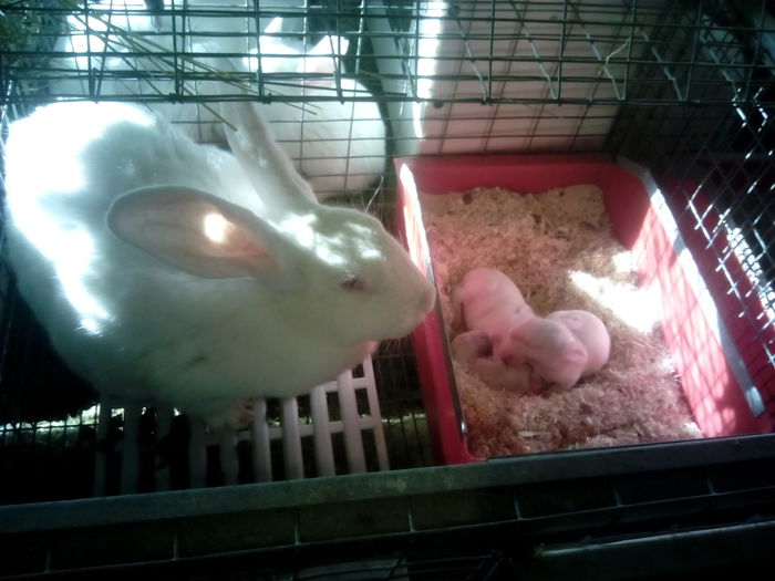 IMG_20160427_185058 - CRESCATORIA MEA