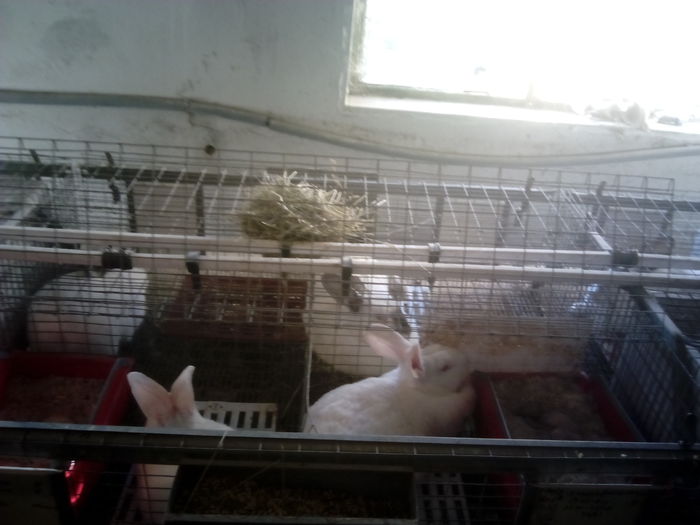 IMG_20160427_185041 - CRESCATORIA MEA