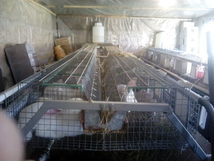 IMG_20160427_185010; Custile cu pui
