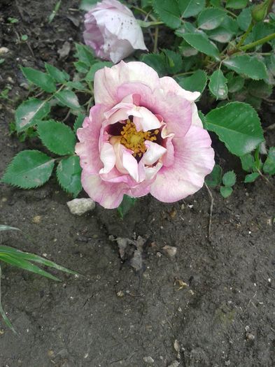 20160510_113821