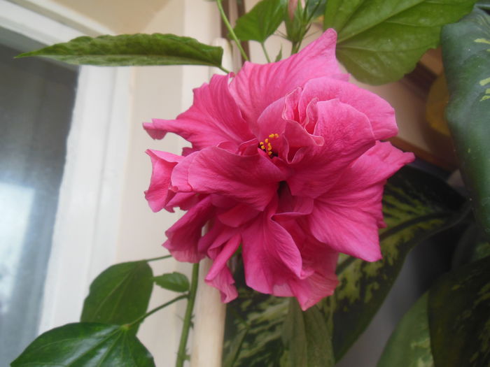 DSCN0309 - 2011-2015