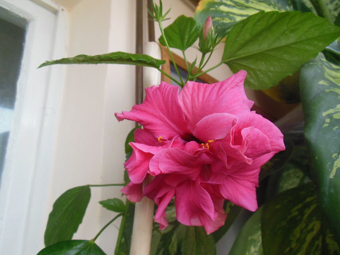 DSCN0310 - 2011-2015