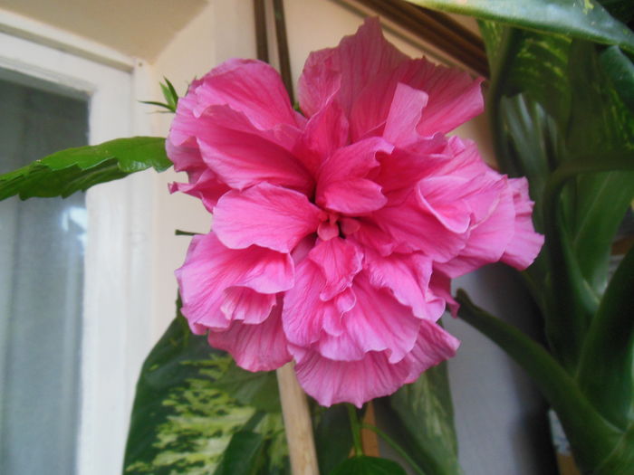 DSCN0378 - 2011-2015