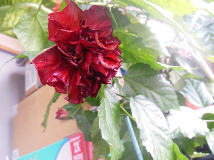 DSCN0416 - 2011-2015