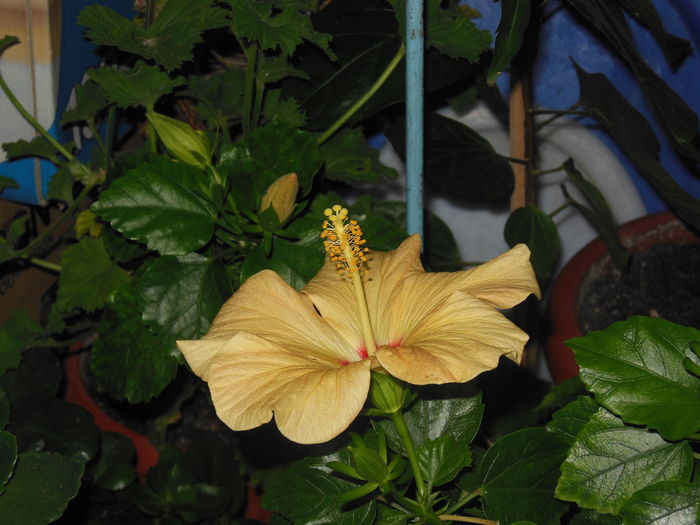 DSCN0476
