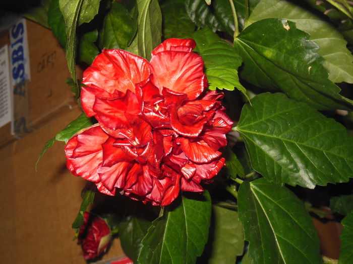 DSCN0488 - 2011-2015