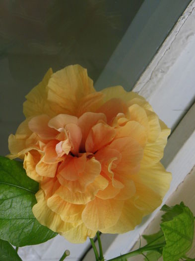 DSCN3808