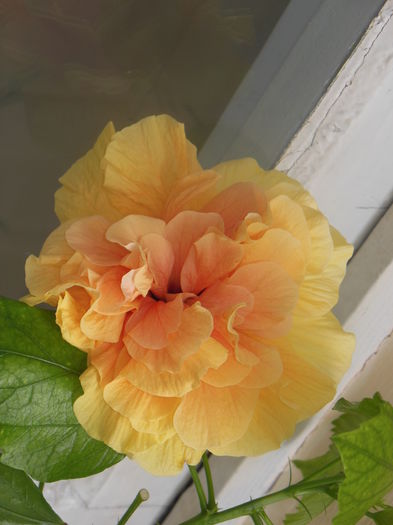DSCN3809