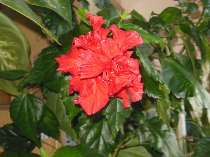 DSCN4407