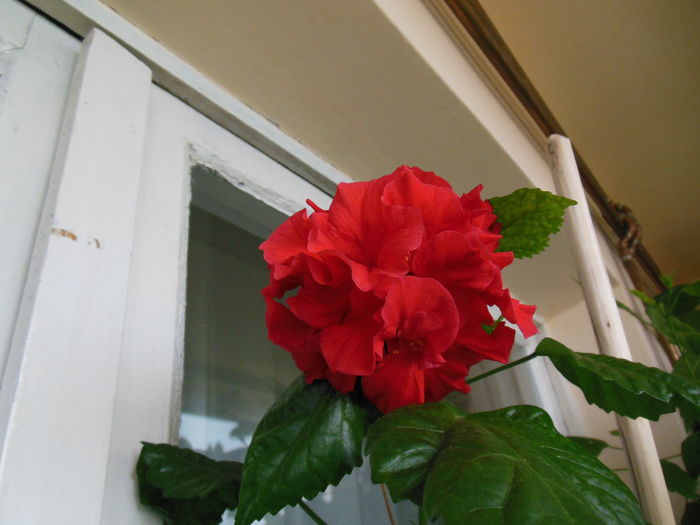 DSCN5542 - 2011-2015
