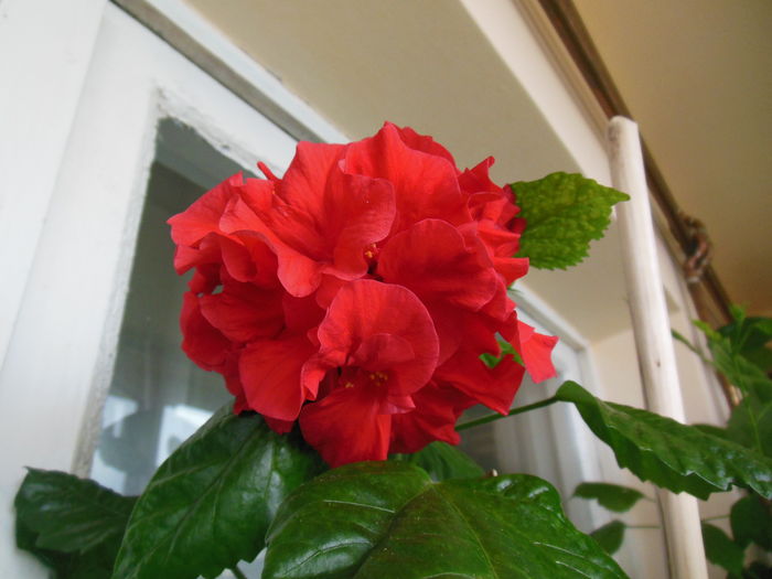 DSCN5543 - 2011-2015