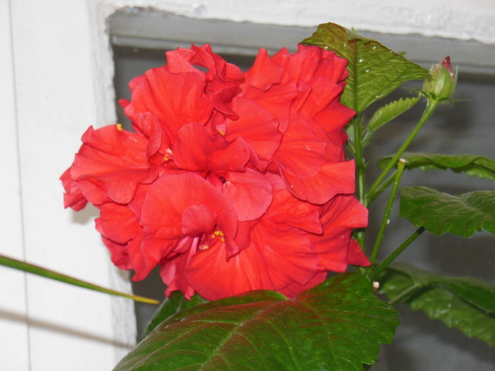 DSCN5544