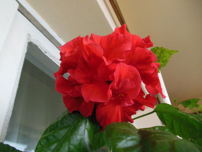 DSCN5546