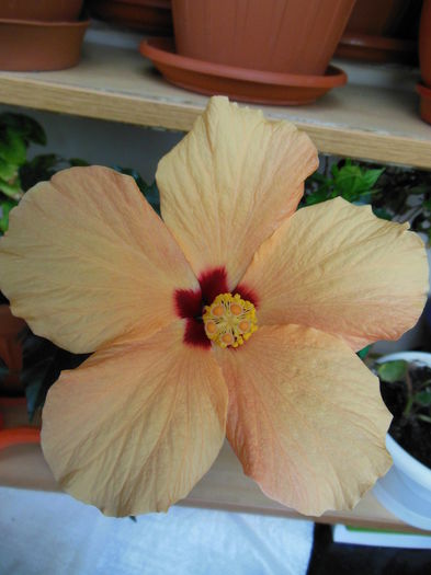 DSCN5547