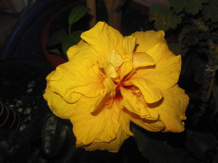DSCN6743