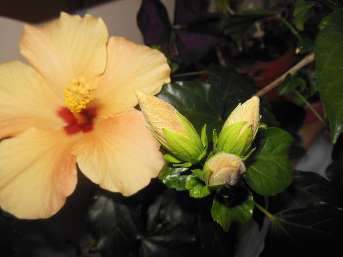 DSCN7732 - 2011-2015