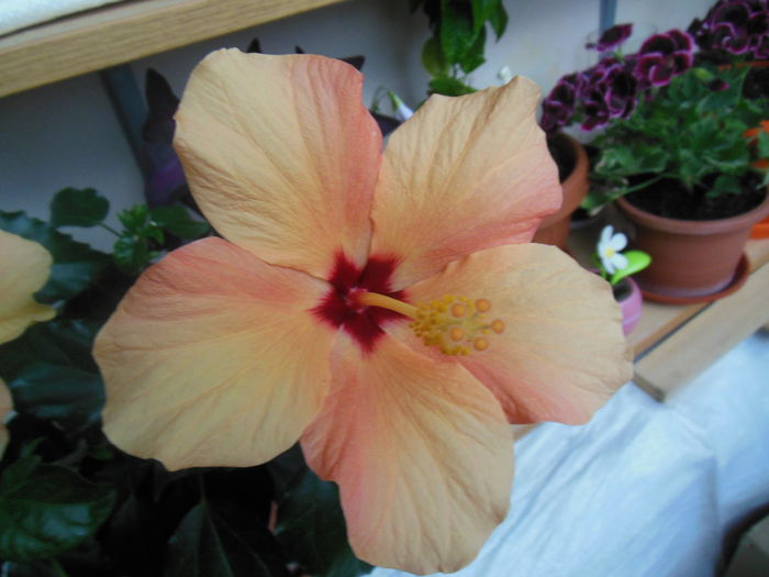 DSCN7736 - 2011-2015