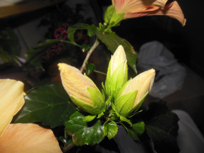 DSCN7796 - 2011-2015