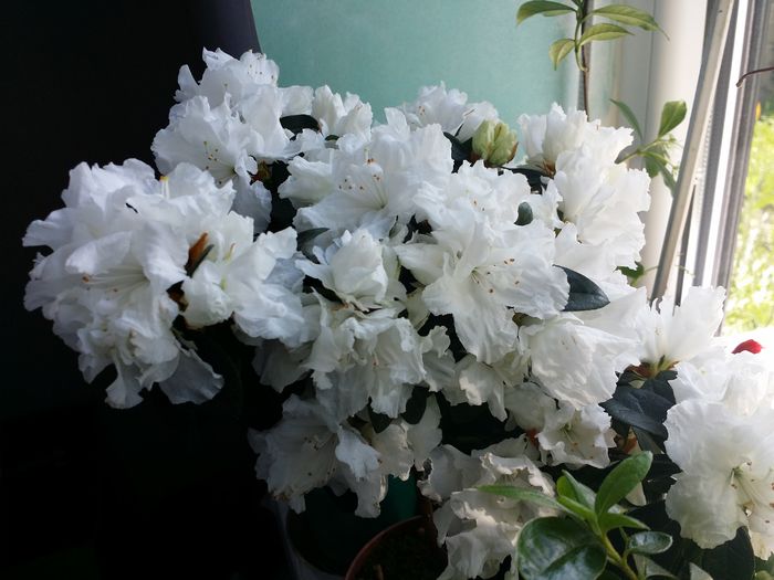 20160510_152622 - Plante in ghiveci 2016