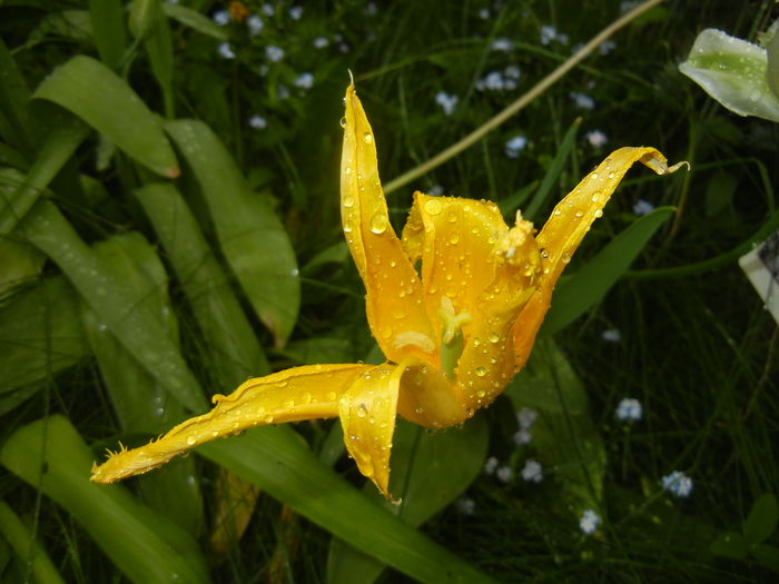 Tulipa Cistula (2016, April 19)