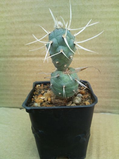 Tephrocactus articulatus v papyracanthus-10lei - Cactusi de vanzare